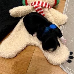 Hulk Hogan (blue collar) - Tricolor male Shih Tzu puppy in Warrior, Alabama from The Anderson Farms Kennel