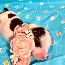Daisy - Parti female Miniature Schnauzer puppy in Deltona, Florida from LIZ FANCY SCHNAUZERS