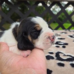 Yara - Black white and brown female Basset Hound puppy in Denison, Texas from Emma Lou's Baby Bassets