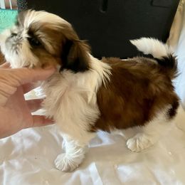 Boy 3 - male Shih Tzu puppy in Silver Lake, Oregon from Bling Shih Tzu