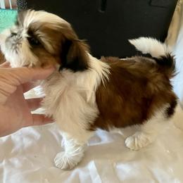 Boy 3 - male Shih Tzu puppy in Silver Lake, Oregon from Bling Shih Tzu