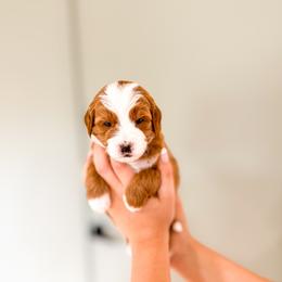 Buster - Red  male Goldendoodle puppy in Salem, Utah from Karmadoodlee