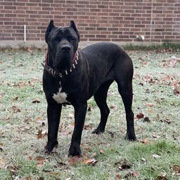 Rosie - Cane Corso