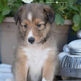 Martina- Yellow collar - Sable and white female Shetland Sheepdog puppy in Gladbrook, Iowa from T Triple C Shelties