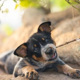 Australian Cattle Dog Puppies from Christensen Heelers