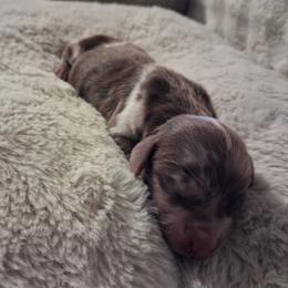 Autumn - Dapple female Dachshund puppy in Statesville, North Carolina from Dannie's Doxies