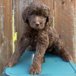 Patsy - Chocolate female Goldendoodle puppy in Kingwood, Texas from Kingwood Goldendoodles