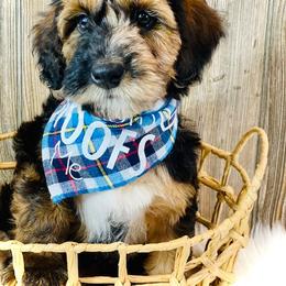Poodle and Whoodle Puppies from Genesis Family Farm
