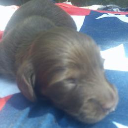 DBs Grego Arahinger - Cream male Dachshund puppy in Summerfield, Florida from D & B Ranchette