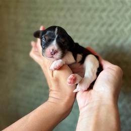 Domino - Tri-color male Cavalier King Charles Spaniel puppy in Gonzales, Texas from Veach Cavaliers & Farm