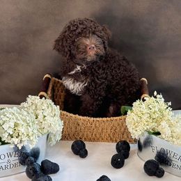 Lagotto Romagnolo Puppies from Joyful Lagotti