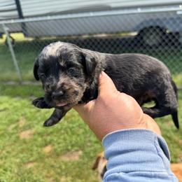 Blaze - Merle male Labradoodle puppy in Georgetown, South Carolina from Muddy Bay Kennels