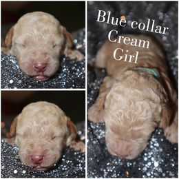 Cream girl - Cream female Whoodle puppy in Smallett, Missouri from Leshas Whoodles