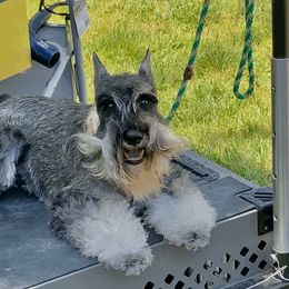 Delta - Miniature Schnauzer
