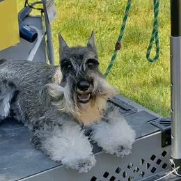 Delta - Miniature Schnauzer