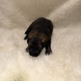 Boy 6 - Sable male German Shepherd puppy in Hollis Center, Maine from Noble German Shepherds of Maine