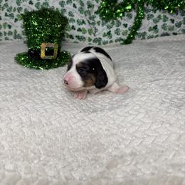 Dottie - Piebald female Dachshund puppy in Blackfoot, Idaho from 208 Weenies