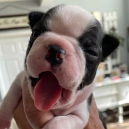 Boston Terriers and Boxers from Sweet Georgia Boston’s