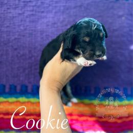 Cookie - Black tri-color female Aussiedoodle puppy in Corydon, Indiana from Ridgeline Doodles