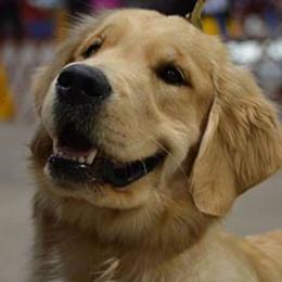 Golden Retrievers from Zest Golden Retrievers