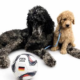 Germany - Apricot male Goldendoodle puppy in Houston, Texas from Were The Mack'Doodles