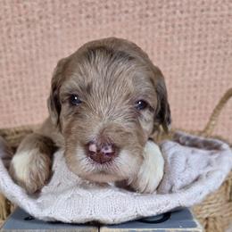Ursa - Red merle female Aussiedoodle puppy in Haleyville, Alabama from The Cuddly Dood Ranch