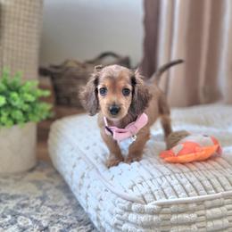 AKC Meet Molly :) - Sable female Dachshund puppy in Centerville, Iowa from Barnyard Dachshunds, Dals & Doodles