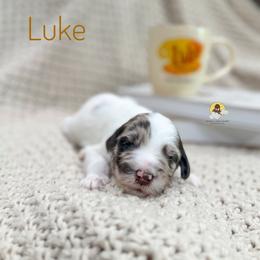 Luke - Parti male Goldendoodle puppy in Dallas County, Texas from Dream A Little Doodle
