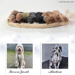 Goldendoodle puppies from Gold Diamond Pup
