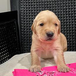 Pink - Golden female Golden Retriever puppy in Lake City, Minnesota from Windcliff Goldens