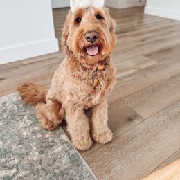Izzy - Goldendoodle
