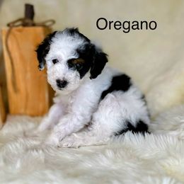 Bernedoodle Puppies from Mountain Ridge Bernedoodles