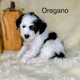 Bernedoodle Puppies from Mountain Ridge Bernedoodles