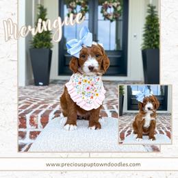 Meringue - Red  female Goldendoodle puppy in Bell Buckle, Tennessee from Precious Puptown Doodles