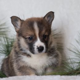 Oliver - Sable male Pembroke Welsh Corgi puppy in Morgantown, Pennsylvania from Goldstar Puppies (License Number 18519)