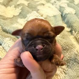 Jawa (zippy) - Red male Brussels Griffon puppy in Seneca, Missouri from Stephanie’s Puppy Colony