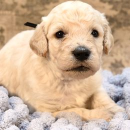 Buzz Lightyear - Cream male Goldendoodle puppy in Dayton, Ohio from Perks Court Doodles