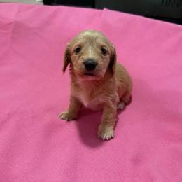 Annie - Red female Dachshund puppy in Booneville, Mississippi from Haley's Dachshunds