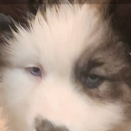 Native American Indian Dog Puppies from Night Eyes Native American Indian Dogs