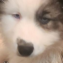 Native American Indian Dog Puppies from Night Eyes Native American Indian Dogs