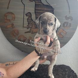 Black Collar - Merle male Great Dane puppy in Alton, Illinois from Show Me Great Danes and Basset Hounds