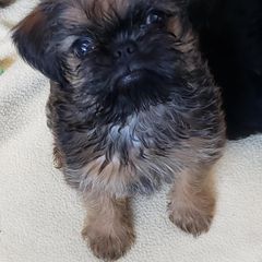 Brussels Griffon Puppies from Jeanette Williams