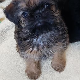 Brussels Griffon Puppies from Jeanette Williams
