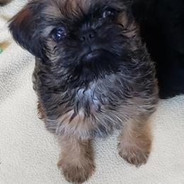 Brussels Griffon Puppies from Jeanette Williams