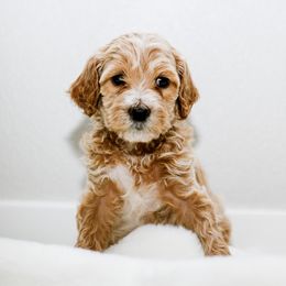 Goldendoodle Puppies from Alaya Rae doodles