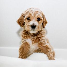 Goldendoodle Puppies from Alaya Rae doodles