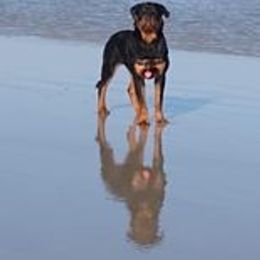 Rottweiler Puppies from Bronx Von Bridges Rottweilers