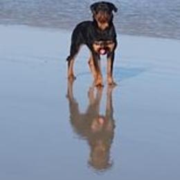 Rottweiler Puppies from Bronx Von Bridges Rottweilers