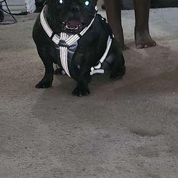 Amina - French Bulldog