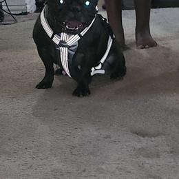 Amina - French Bulldog